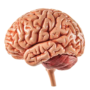 GABA neurotransmitter support