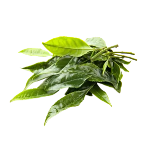 L-theanine from green tea